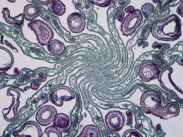 Poppy seed capsule