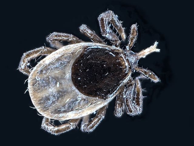 Tick z-stack