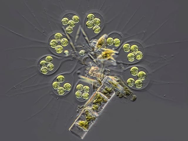 Algea Apiocystis