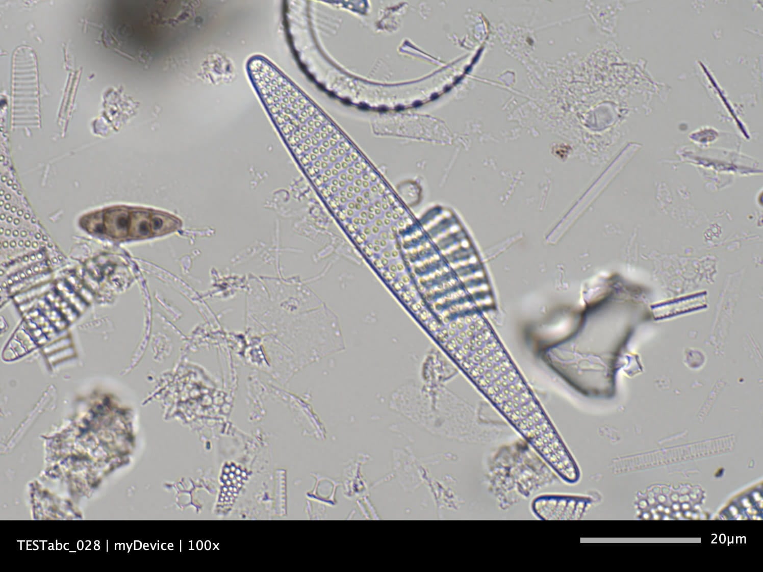 Microscope Image