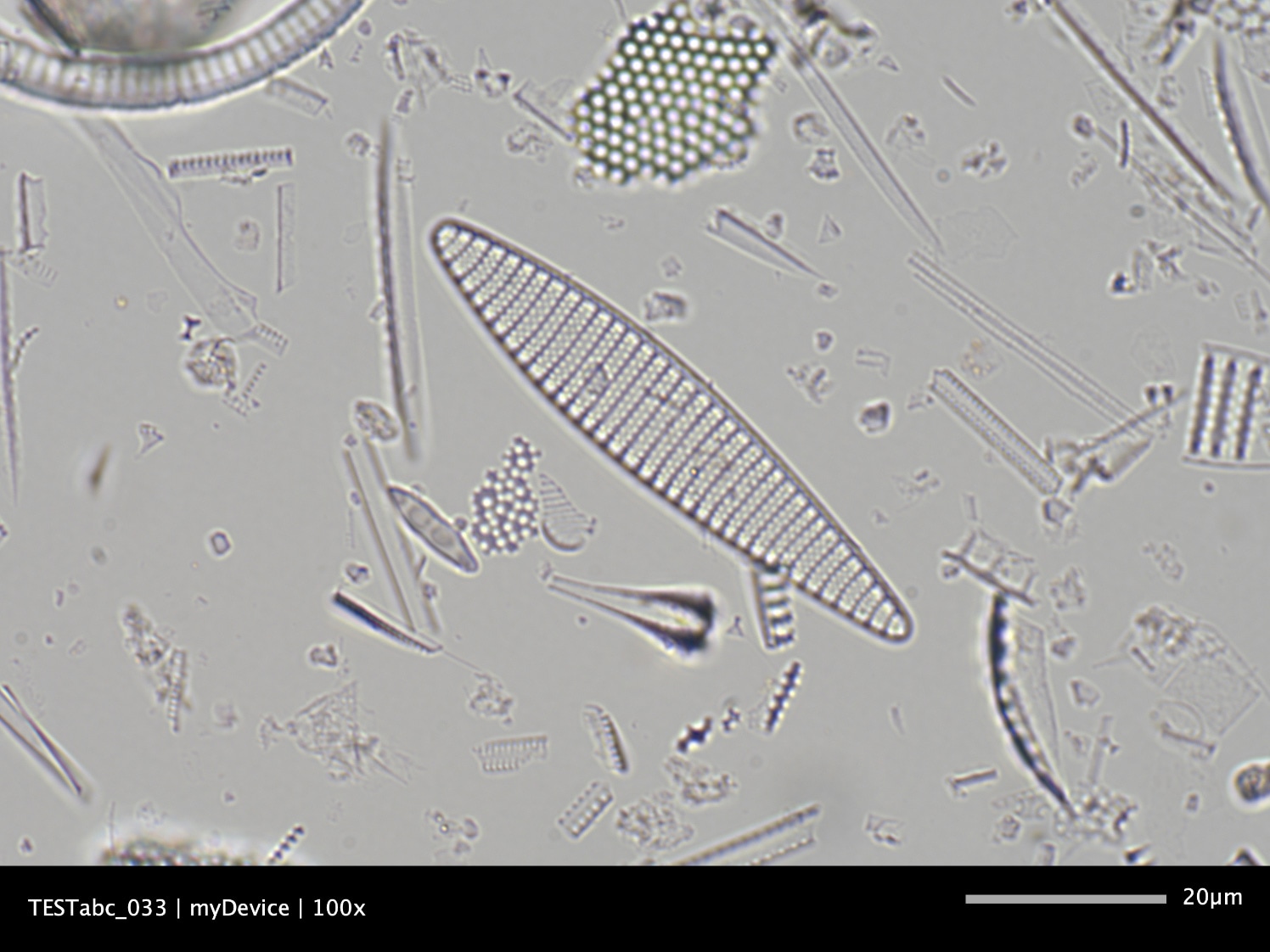 Microscope image